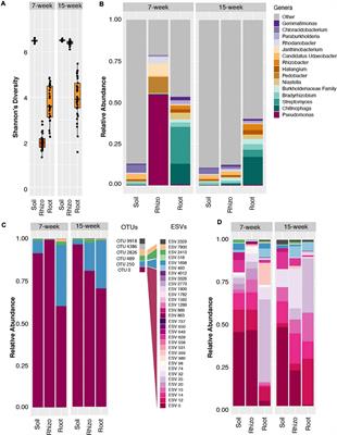 Microbial Community Field Surveys Reveal Abundant Pseudomonas Population in Sorghum Rhizosphere Composed of Many Closely Related Phylotypes